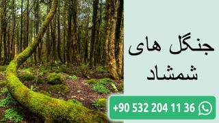 جنگل های شمشاد